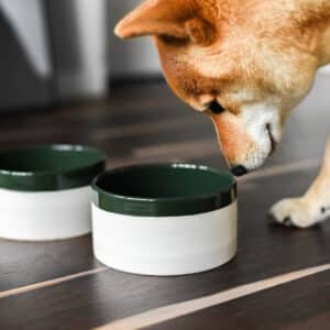 Koiran ruokakuppi vihreällä yksityiskohdalla.